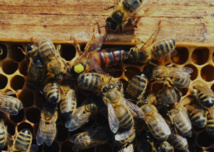 Apiculture Apiculture