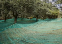 Oléiculture Oléiculture