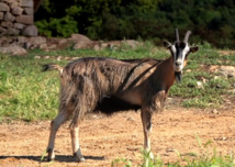 Ovin / Caprin Ovin / Caprin